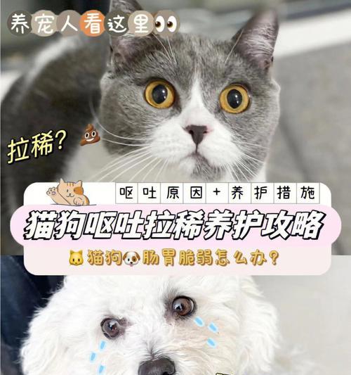 猫咪呕吐严重怎么办？如何快速识别呕吐原因并采取措施？