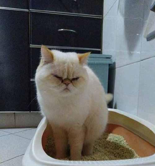 猫咪偶尔在外面拉粑粑怎么办？如何训练猫咪使用猫砂盆？