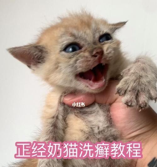 猫咪起猫癣用什么药？如何正确选择治疗药物？