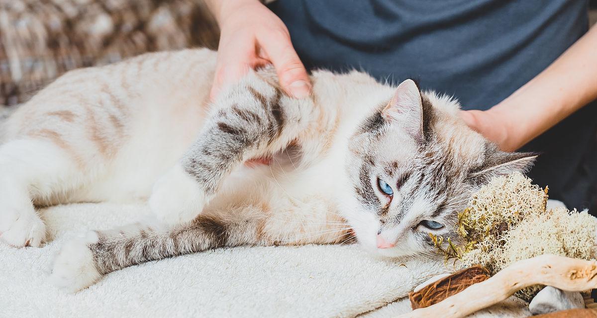 猫咪前爪是什么样的？它们有哪些独特特征和功能？