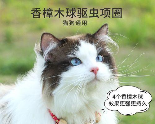 猫咪驱虫后食欲不振怎么办？如何快速恢复？