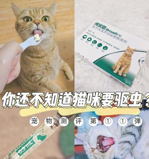 猫咪驱虫是什么东西？如何正确给猫咪进行驱虫？