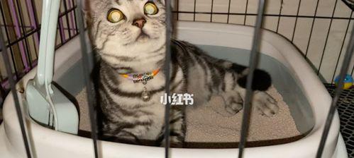 如何防止猫咪上厕所时沾到屎？常见问题及解决方法是什么？