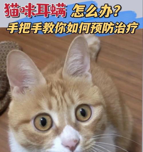 猫咪生病期间怎么养？有哪些注意事项和护理方法？