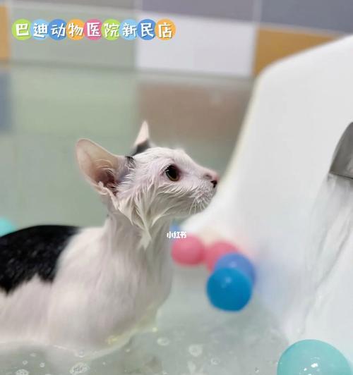 猫咪生产后多久可以洗澡？需要注意哪些事项？