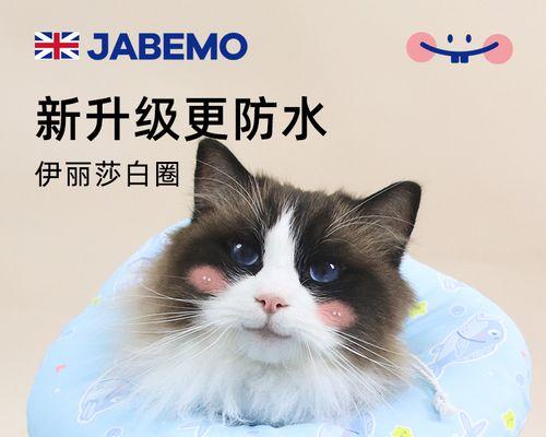 猫咪生产前出血是正常现象吗？需要立即就医吗？