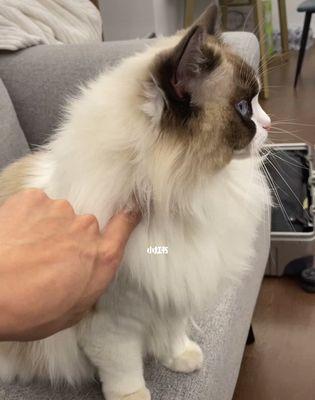 猫咪生产要准备什么？如何确保母猫和小猫的安全？