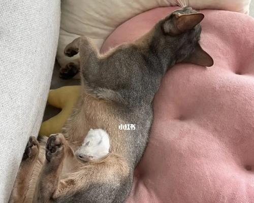 猫咪生的多了怎么办？如何处理多胎小猫？