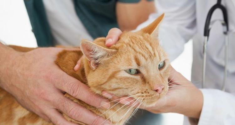 给猫咪喂食生牛肉应该注意哪些问题？