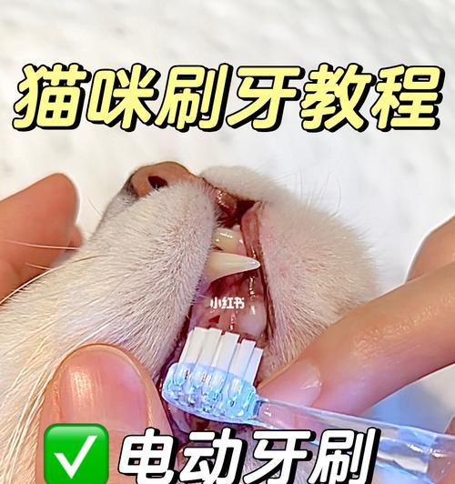 猫咪刷牙用什么牙刷？如何选择合适的猫咪牙刷？