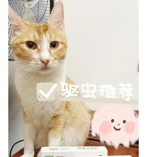 猫咪摔伤后应该使用哪种药物？如何正确处理宠物跌打损伤？