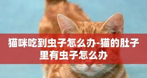 猫咪体外常见寄生虫有哪些？如何预防和处理？