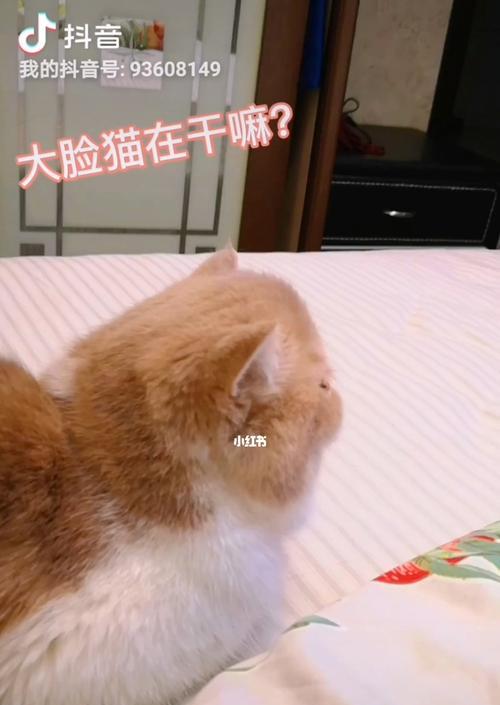 猫咪舔脸有害吗？如何处理宠物的这种行为？