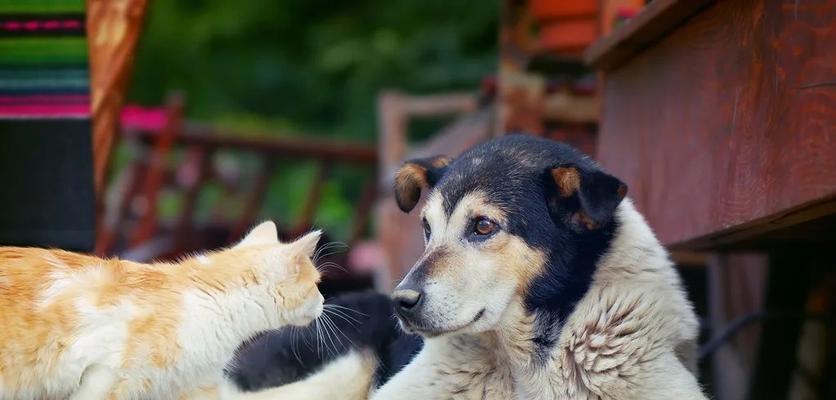 猫咪舔脸有害吗？如何处理宠物的这种行为？