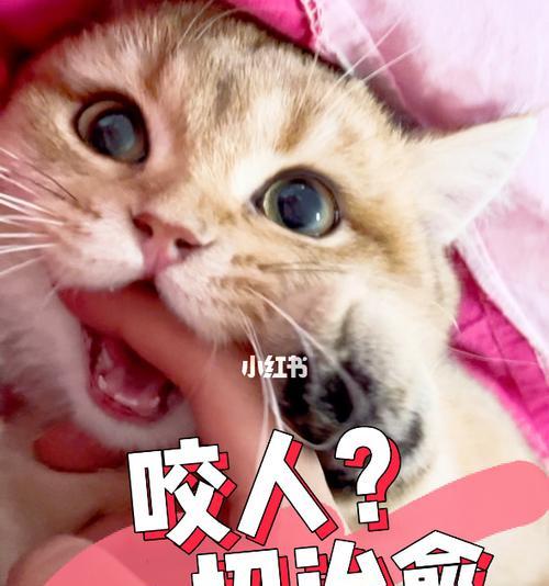 猫咪舔脸有害吗？如何处理宠物的这种行为？