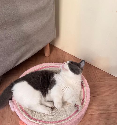 猫咪舔新买的猫抓板是怎么回事？如何防止猫咪舔食猫抓板？