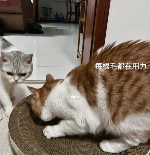 猫咪舔新买的猫抓板是怎么回事？如何防止猫咪舔食猫抓板？