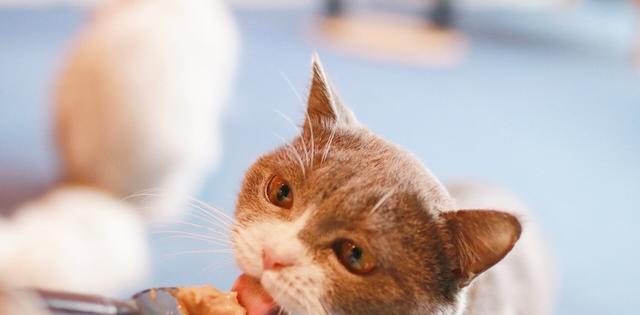 猫咪挑食严重怎么办？如何改善宠物的饮食习惯？