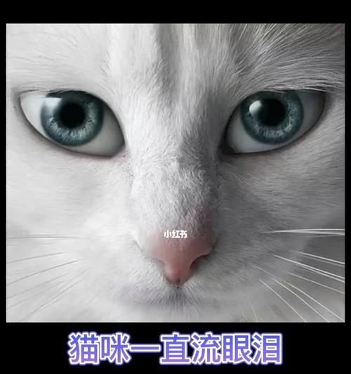 猫咪突然一直流眼泪是怎么回事？如何处理？