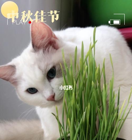 猫咪为什么要吃猫草？猫草对猫咪有哪些好处？