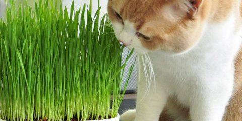 猫咪为什么要吃猫草？猫草对猫咪有哪些好处？