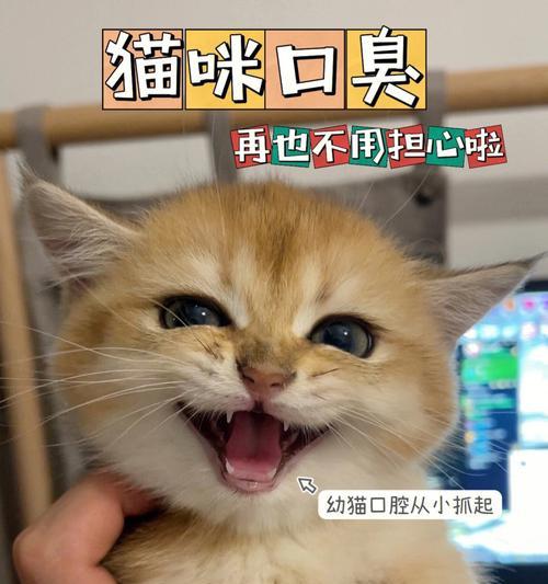 猫咪嘴巴臭是什么原因？如何解决？