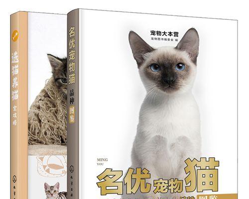 猫咪喂养需要定时吗？定时喂养的好处与方法是什么？