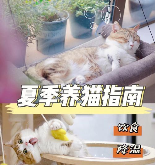 猫咪蚊香中毒有哪些症状？如何及时发现和处理？