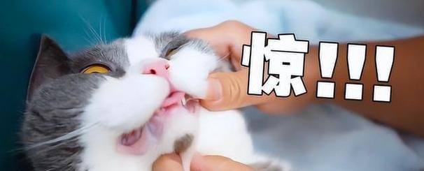 猫咪心脏病导致厌食怎么办？常见症状与处理方法是什么？