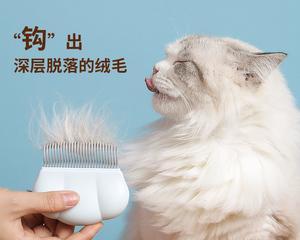 猫咪修毛用什么工具？如何选择合适的猫咪美容工具？