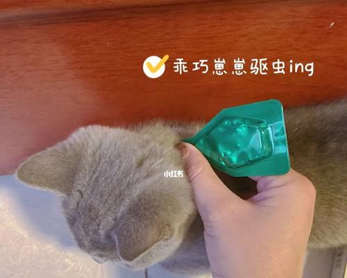 猫咪需要定期驱虫吗？多久一次合适？