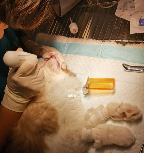 猫咪需要做什么检查？常见健康筛查项目有哪些？