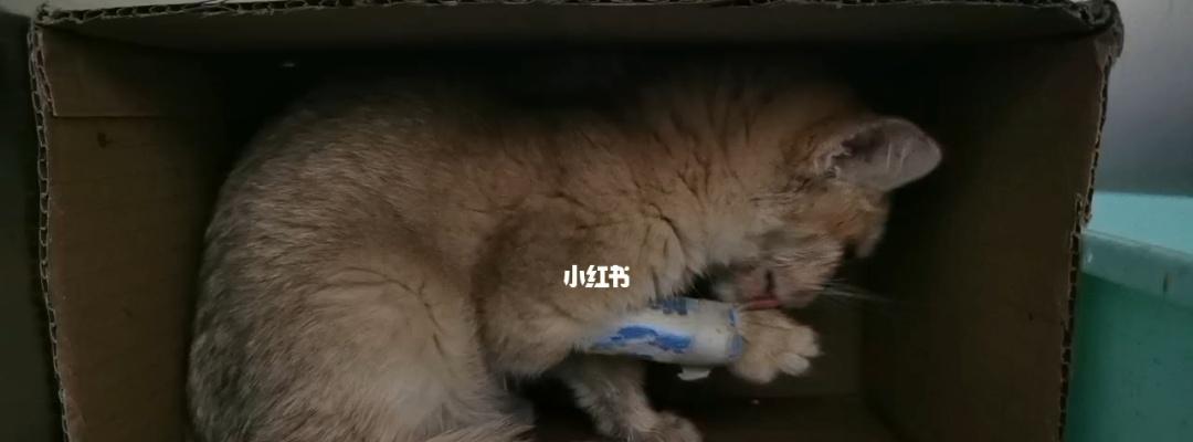 猫咪血小板低怎么办？如何快速提升猫咪血小板数量？