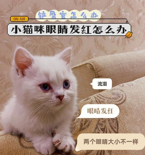 猫咪眼睛几乎睁不开是怎么回事？如何处理？