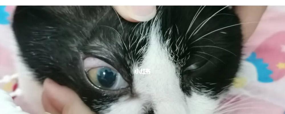 猫咪眼睛灰蒙蒙是怎么回事？如何解决？