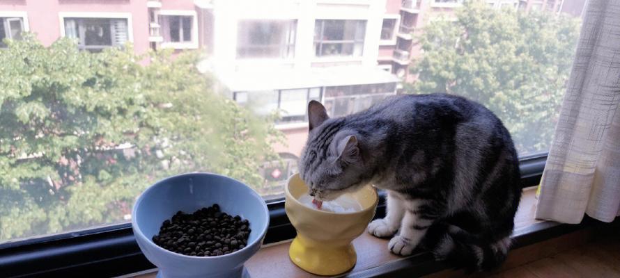 猫咪可以吃蛋黄吗？喂食蛋黄的正确方法是什么？