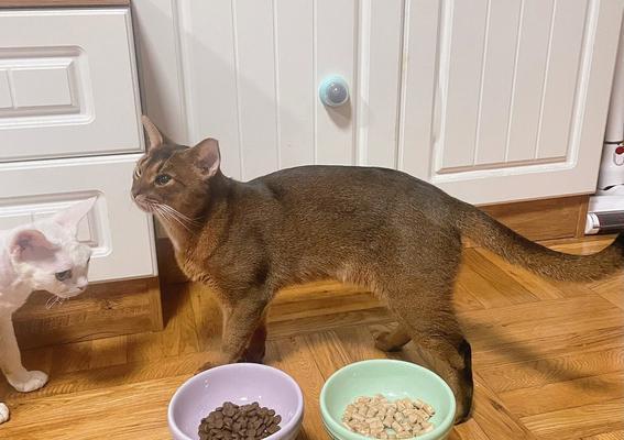 猫咪一天应该吃几把猫粮？如何正确喂食？