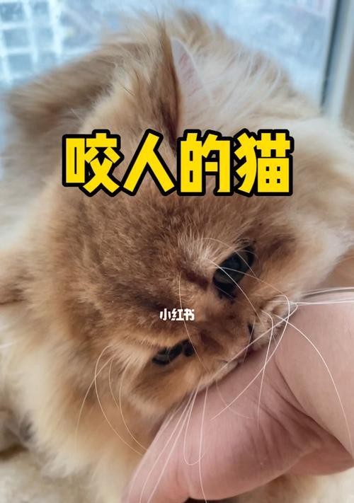 猫咪一直想咬人抓人怎么办？如何训练猫咪不攻击人？