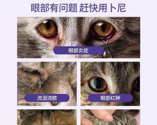 猫咪用什么消炎药膏？如何正确选择和使用？