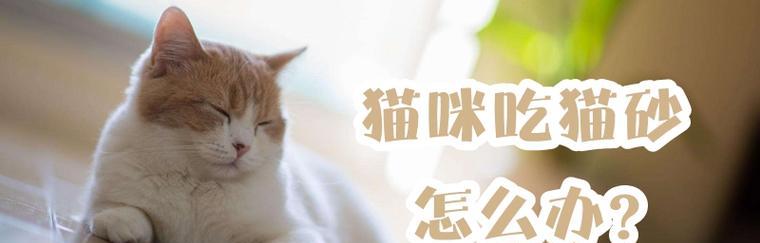 猫咪早上太闹怎么办？有效安抚猫咪的五个方法？