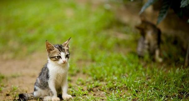 猫咪为什么喜欢吃猫草？猫草对猫咪有什么好处？