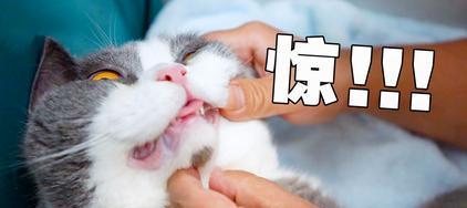 猫咪雾化视频教程？如何正确为猫咪进行雾化治疗？