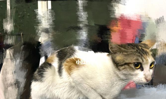 猫咪涨奶应该吃什么？如何正确喂养哺乳期的猫咪？