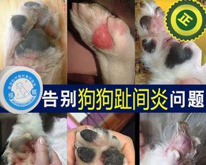 猫咪指间囊肿怎么办？有效治疗方法和预防措施是什么？