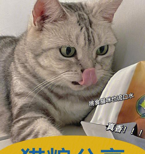 猫咪只吃猫粮健康吗？长期饮食单一会有什么影响？