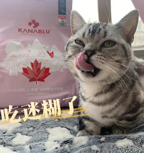 猫咪最好吃什么猫粮？如何选择适合的猫粮品牌和类型？