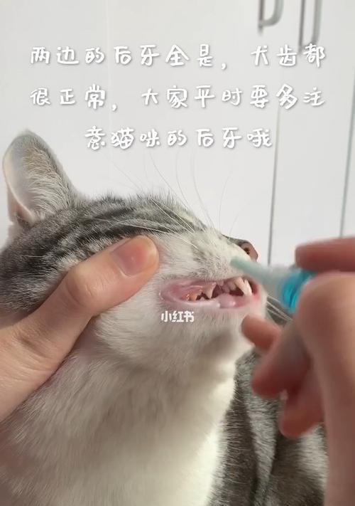 没牙的小猫吃什么药？如何安全喂药给幼猫？