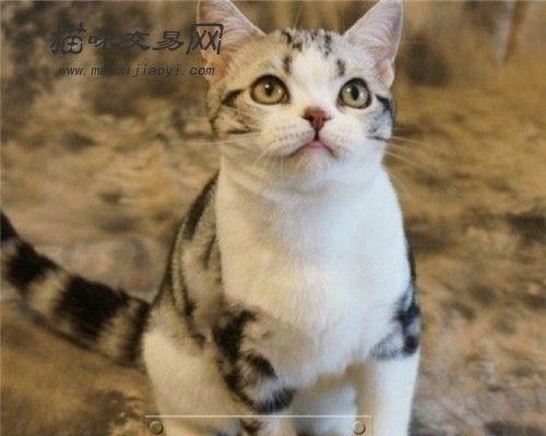 美国短毛虎斑猫小猫怎么养？常见问题有哪些？