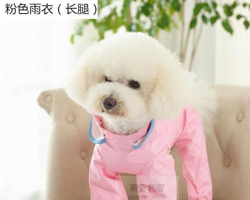 母狗生完小狗后应该注意什么？如何照顾新生幼犬？