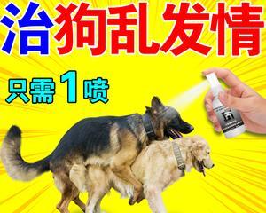 母犬有炎症时应如何选择合适的药物？